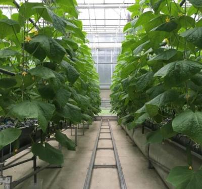 China High Transparency Tomato Float Glass Hydroponic Agriculture Greenhouse for sale