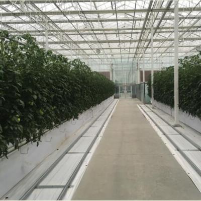 China Single Layer PE Plastic Film Multi-Span Greenhouse for sale