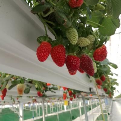 China Agriculture Strawberry Planting Strawberry Plastic Film Greenhouse for sale