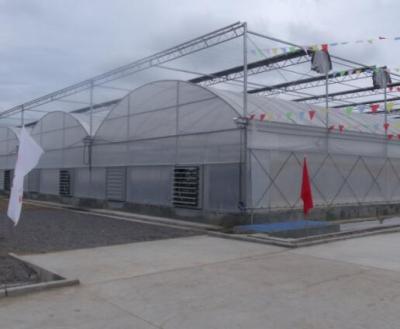 China PE Low Cost Agricultural Plastic Stretch Film Greenhouse for sale