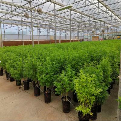 China Fruit And Vegetable Tunnel Greenhouse Blackout For Medicinal Plant for sale