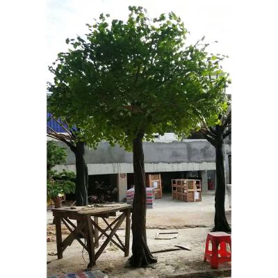 China Green Artificial Ginkgo Tree Indoor/Outdoor Decoration Fiberglass For Indoor Outdoor Decorative for sale