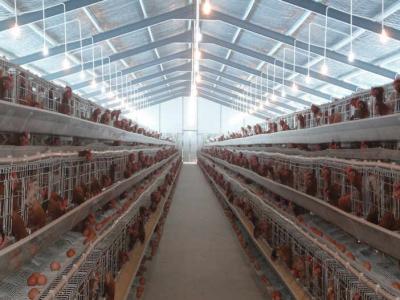 China Pvc onderaan de Kip van de het Landbouwbedrijfstructuur van het Pijpgevogelte met Grijze verfoppervlakte die wordt afgeworpen Te koop