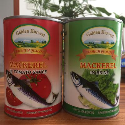 China Canned Mackerel in Brine/Natural Oil /Tomato Sauce for sale