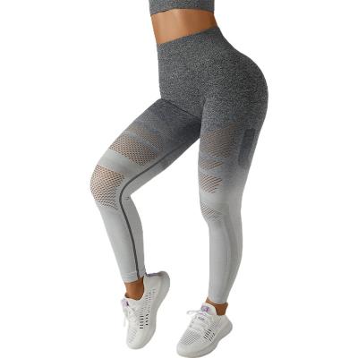 China Mesh Leggings Ombre Gym Tights Seamless Active Fitness Yoga Free Sampling Breathable Pants Gaiters For Women for sale