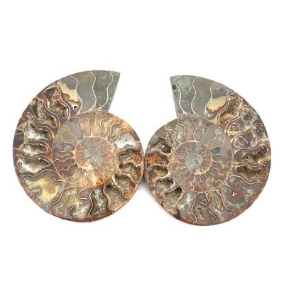 China Wholesale Natural Split Ammonite Shell Fossil Slices For Fengshui from Europe Conch for sale