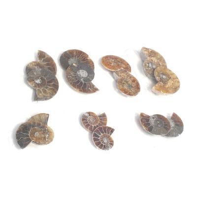 China Wholesale Natural Small Size Ammonite Fossil Conch Specimen From Europe for sale