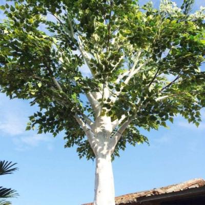 China Waterproof Decorative Tree Plastic Artificial Birch Peach for sale