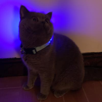 China Viable LED Lights Dog Pets Collars Polyester Adjustable Glow In The Night Dog Cat Puppy Safe Luminous Flashing Collar Pet Supplies for sale