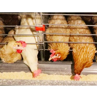 China Easily Install Large Metal Run Hen Layer House Battery Cage Cheap Chicken Cage For Poultry for sale