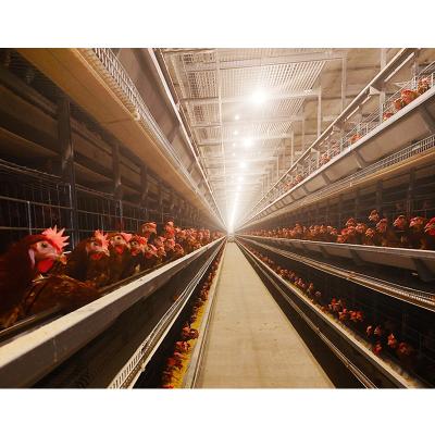 China Easily Install Canton Layer Cages Poultry Farm Cage Chicken for sale