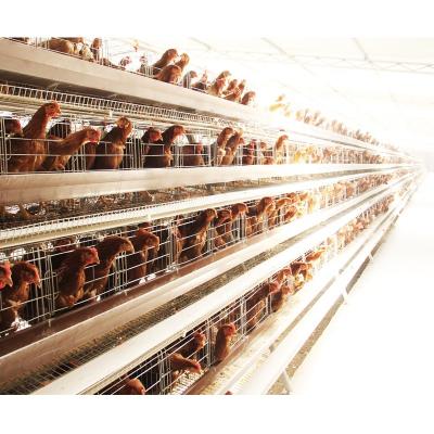 China Hen Agriculture Chicken Equipment A Type Layer Chicken Farms Cage for sale