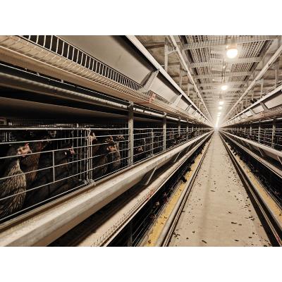 China Easily install automatic chicken farm equipment one type 4 row layer battery cages for poultry farm for sale