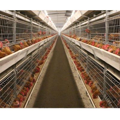 China Easily Install in Cage Batery Pour Chicken Broiler Cage for Poultry Farm in Abuja Nigeria for sale