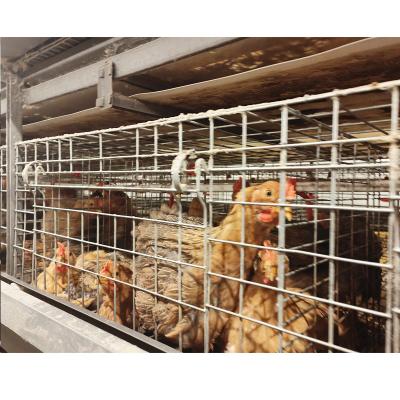 China Easily Install Chicken Broiler System Chicken Poultry Battery Cage Design Sale In Kenya for sale