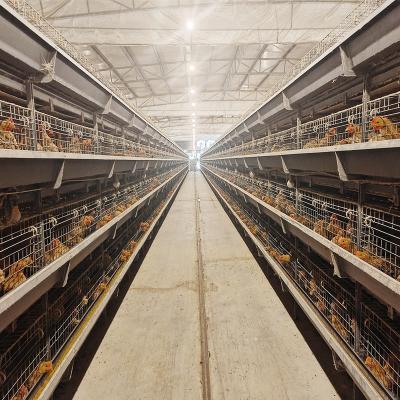 China Easily Install Broiler Chicken Cage System Battery Meat Poultry Farm en venta