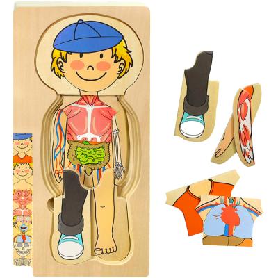 China Toy Factory Wholesale Multilayer Colorful Educational Paint Toy Kids Educational Human Body Structure Wooden Puzzle for sale