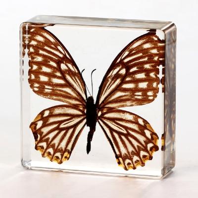 China Real Butterfly Resin Teaching Specimens Butterfly Crystal Crafts Real Butterfly Embedded Display Specimens for sale