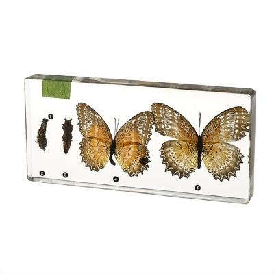 China Teaching Acrylic Life Cycle Of Butterfly Specimen Enclosed Biological Specimens for sale