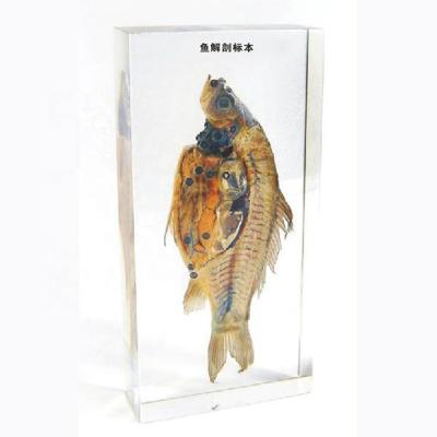 China Teaching fish dissection included specimens biological specimens included for sale