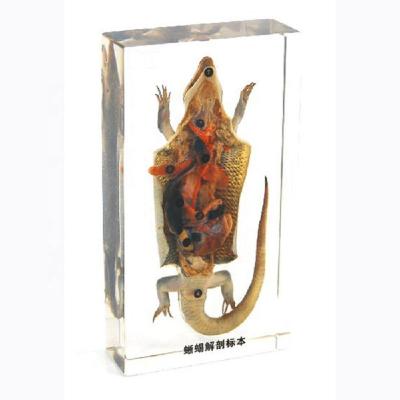 China Wholesale Teaching Lizard Dissection Animal Resin Embedded Specimen Kids Educational Toys for sale