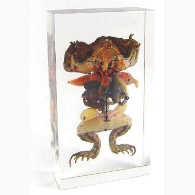 China Frog Teaching Anatomy Clear Resin Specimen Embedded Teaching Animal Specimen for sale