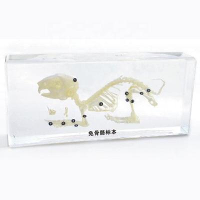 China Rabbit Skeleton Embedded Teaching Biology Animal Resin Teaching Specimens for sale