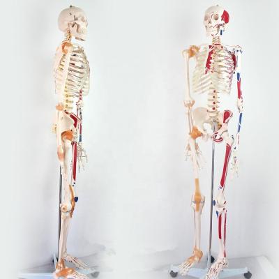 China 180cm Teaching Skeleton With Muscles And Ligaments Human Skeleton Anatomy Model for sale