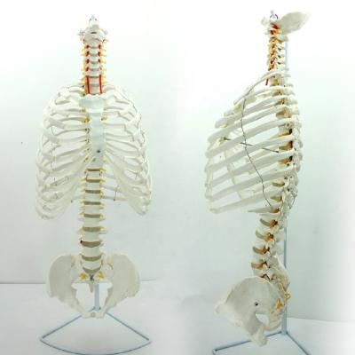 China Teaching Life Size Spine Model With Ribs And Skeletal Pelvis Anatomy for sale