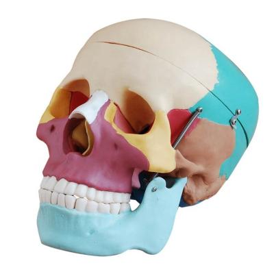 China Biology Model Human Teaching Skull Model Colored Skull Biological Anatomy Model for sale