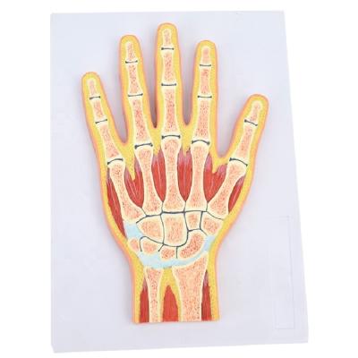 China Teaching Human Wrist Wrist Anatomical Model Of Flexible Hand Model Of Human Joint Model for sale