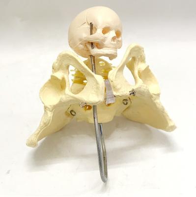 China Obstetrics Demonstration Teaching Skeletal Model / Female Pelvis Skeletal Model With Fetal Skull for sale