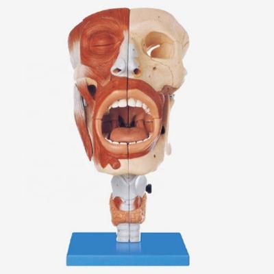 China Nose Mouth Pharynx And Larynx Head Anatomical Model Teaching Anatomical Model for sale