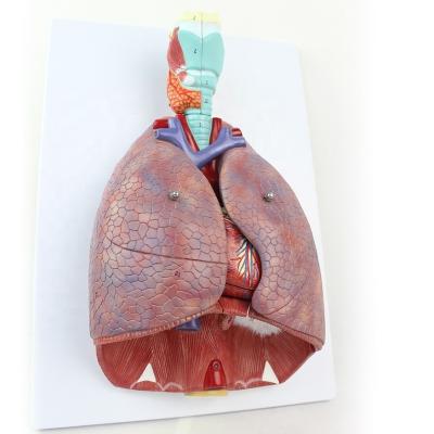 China Teaching Larynx Heart and Lung Model(organ anatomical model) for sale