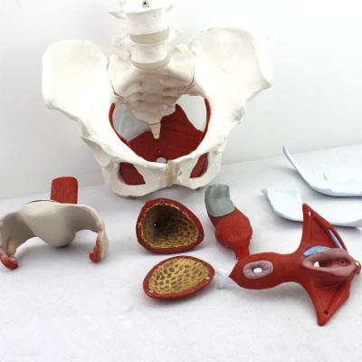 China Teaching Female Pelvis And Pelvic Floor Muscle Model Anatomical Model for sale