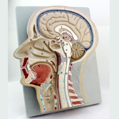 China Anatomical Model Sagittal Dissection Teaching Human Head And Neck Head And Neck Anatomical Model for sale