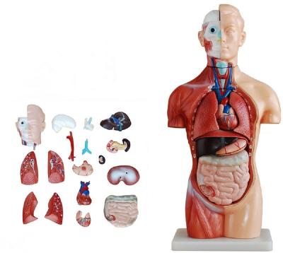 China Teaching Advanced 42CM Medical Asexual Torso 18 Parts Anatomical Model for sale