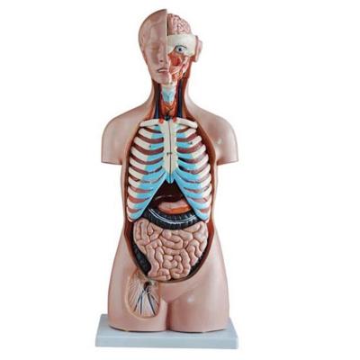 China Teaching 85CM Asexual Human Torso Model 20 Parts Torso Model Anatomy for sale