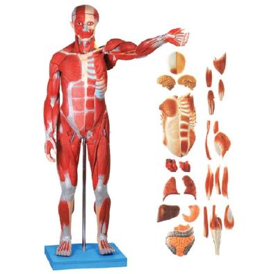 China 27 PCs Teaching 170cm 80CM Human Muscle Model, Realistic Human Muscle Anatomy Teaching Model for sale