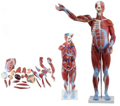 China 170cm 80cm Teacher Human Male Muscle And Organs Medical Teaching Demonstration Model (27Parts) for sale