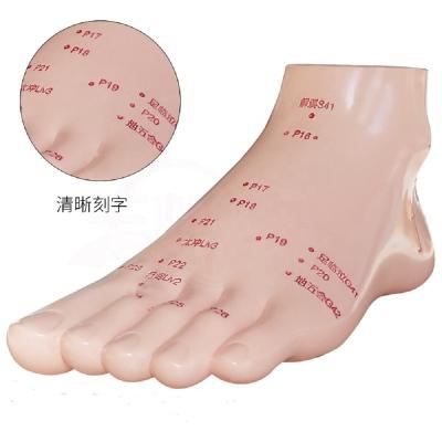 China Massage Foot Acupuncture Model With 2 Teaching Size (12cm 17cm) for sale