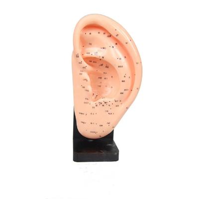 China New Big Ear Model 22cm 13cm 7cm Ear Acupuncture Point Anatomical Teaching Teaching Ear for Traditional Chinese Medical Study for sale