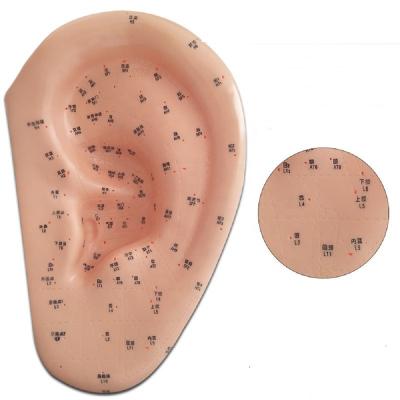 China Teaching 40CM Meridians Model Human Ear Acupuncture Points Model for sale