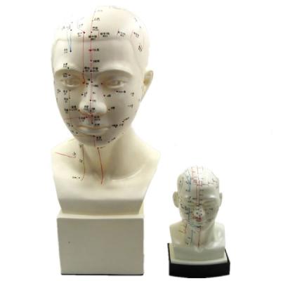 China Life Size Acupuncture Teaching Master Model for sale