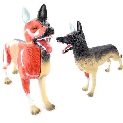 China Teaching the Dog Dissection Model for sale