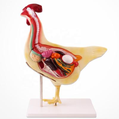 China Teaching the Chicken Dissection Model for sale