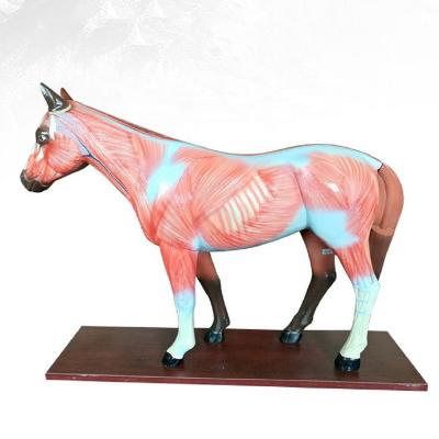 China Teaching the Horse Dissection Model for sale