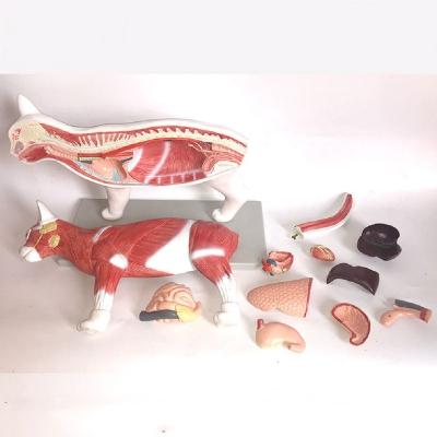 China Teaching the Cat Dissection Model for sale