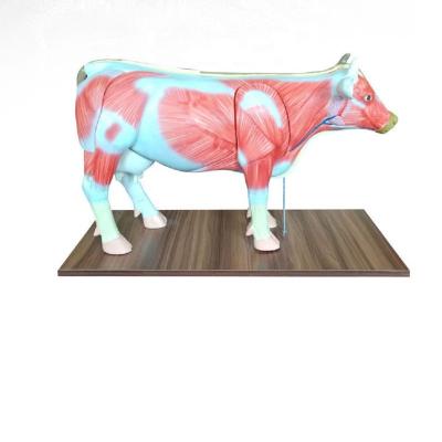 China Cattle Dissection Model Teaching for sale