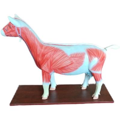 China Teaching the Sheep Dissection Model for sale